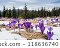 Beautiful spring landscape with snow and saffron flowers 118636740