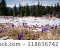 Beautiful spring landscape with snow and saffron flowers 118636742