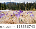 Beautiful spring landscape with snow and saffron flowers 118636743