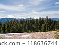 Beautiful spring landscape with snow and saffron flowers 118636744