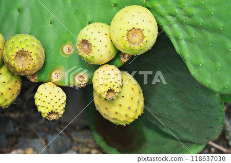 Prickly pear fruit (autumn, September) 118637030