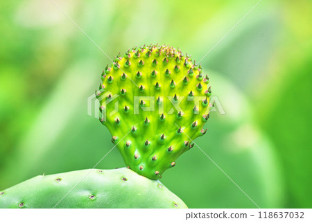 小仙人掌葉（秋季，九月） 118637032