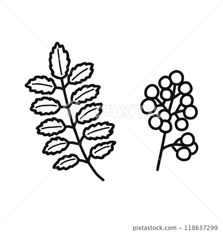 Japanese pepper leaves and fruit line drawing Japanese pepper leaves and fruit line drawing 118637299