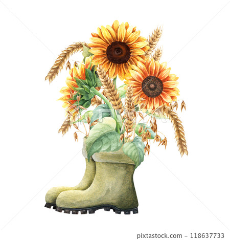Bouquet of yellow sunflowers, oat branches and ears of wheat, cereal in green gumboots. Watercolor composition. Hand drawn illustration isolated on white background. For clip art cards label package Bouquet of yellow sunflowers, oat branches and ears of wheat, cereal in green gumboots. Watercolor composition. Hand drawn illustration isolated on white background. For clip art cards label package 118637733