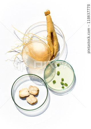 Abstract cosmetic laboratory. Ginseng Root and Liquid in perti dish Abstract cosmetic laboratory. Ginseng Root and Liquid in perti dish 118637778