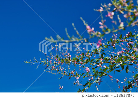三葉草季節的瑞源寺 三葉草季節的瑞源寺 118637875