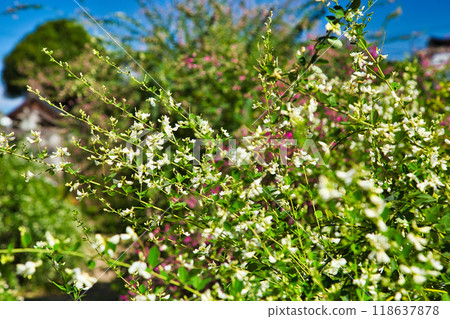 Zuigenji Temple in the Hagi season Zuigenji Temple in the Hagi season 118637878