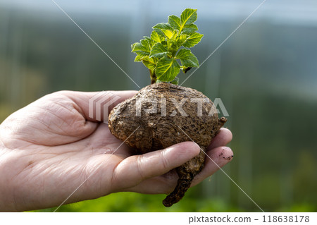 dahlia tubers with green sprouts in hand 118638178