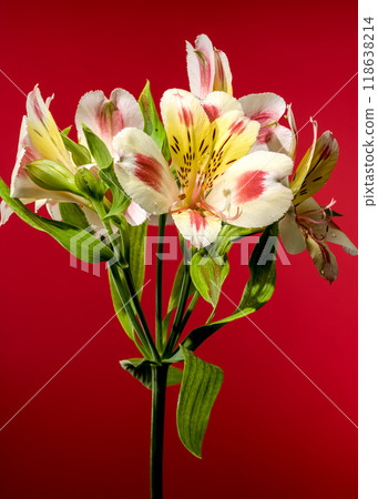 Blooming white-pink Alstroemeria Rebecca on a red background Blooming white-pink Alstroemeria Rebecca on a red background 118638214