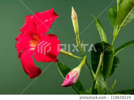 Blooming Dipladenia red on a green background Blooming Dipladenia red on a green background 118638229