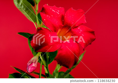 Blooming Dipladenia red on a red background 118638230