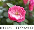 Rose Flower (Angela) 118638513