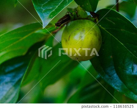 Ebenaceae - Persimmon coloring Ebenaceae - Persimmon coloring 118638525