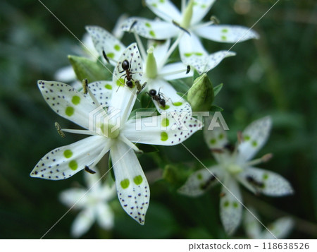 Ants gather around the nectary of Akebonosou 118638526