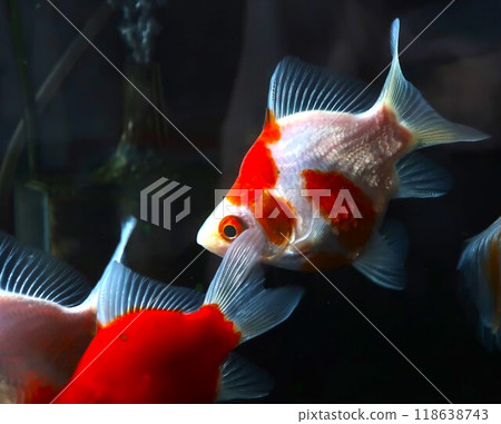 金魚丸鯖魚 118638743
