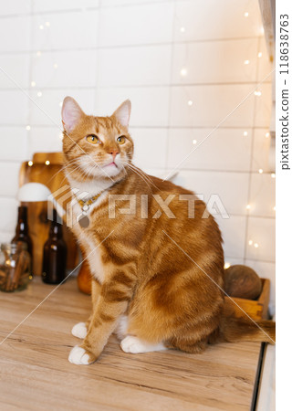Cat with a collar is sitting on a wooden counter 118638763
