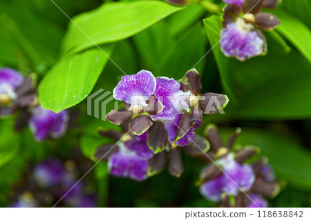 Zygopetalum Redval orchid flowers Zygopetalum Redval orchid flowers 118638842