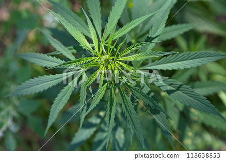 Cannabis ruderalis plant growing wild 118638853