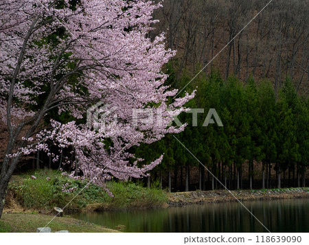 Rain-soaked Oyamazakura (cherry blossoms) at Lake Nakatsuna, Omachi City, Nagano Prefecture 118639090