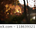 Autumn leaves lighted up 118639321