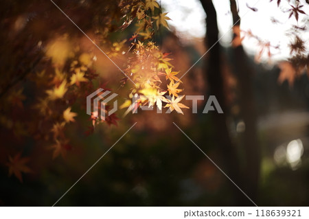 Autumn leaves lighted up 118639321