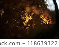 Autumn leaves lighted up 118639322