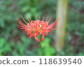 Vividly blooming spider lilies 118639540