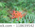 Red spider lilies blooming along the path 118639542