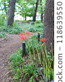 Spider lilies blooming on the path 118639550