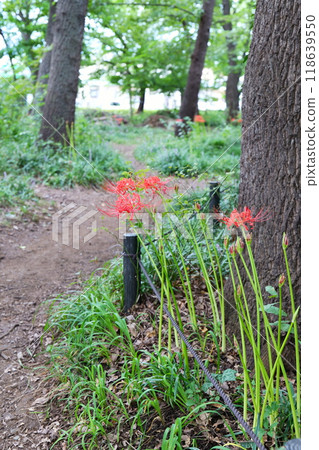 Spider lilies blooming on the path 118639550