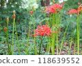 Spider lilies in the park 118639552