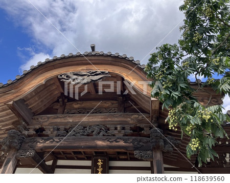 深大寺院內生長的無患子的果實_無憂子 118639560