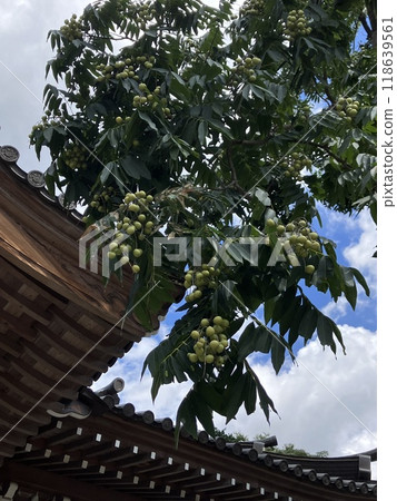 深大寺院內生長的無患子的果實_無憂子 118639561