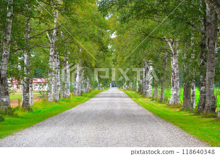 Tokachi Birch Tree Line 118640348