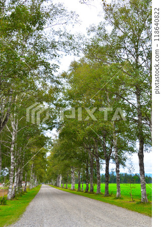 十勝白樺林線 118640822