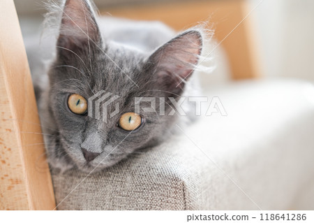 Close-up of the face of a cute gray kitten looking at the camera Close-up of the face of a cute gray kitten looking at the camera 118641286