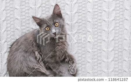 Top view of a gray kitten lying on a knitted plaid and looking at the camera 118641287