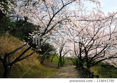 Cherry blossoms at Nanamagari Park 118641790