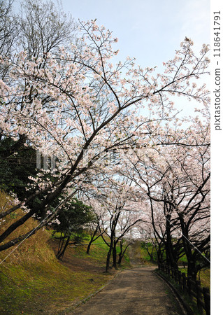Cherry blossoms at Nanamagari Park 118641791