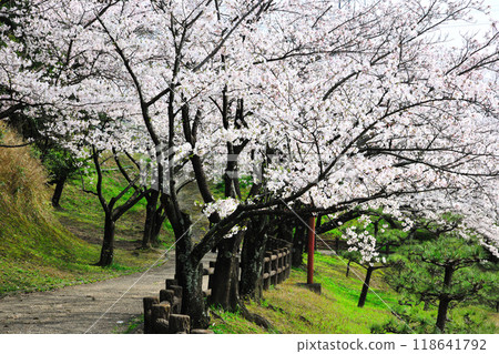 Cherry blossoms at Nanamagari Park Cherry blossoms at Nanamagari Park 118641792
