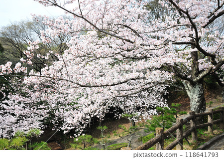 Cherry blossoms at Nanamagari Park 118641793