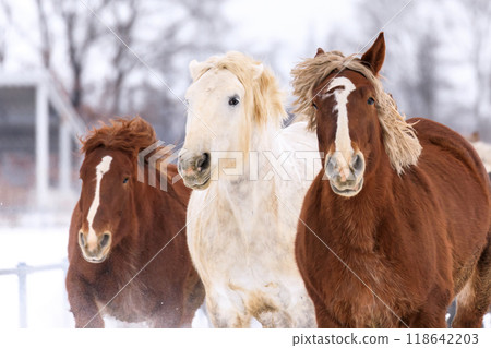 Otofuke Town, Hokkaido, holds "Horse Chase Campaign" to help horses get more exercise and prevent difficult births for pregnant horses [January] 118642203
