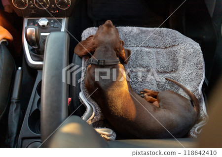 A dachshund is sleeping peacefully on the front passenger seat of a moving car, captured from an overhead angle. 118642410