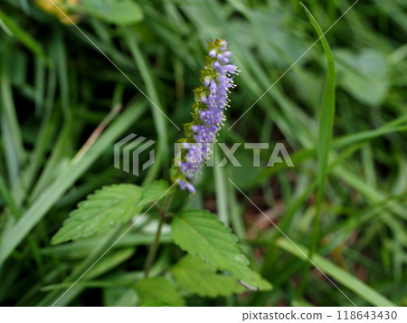 Purple flowers of the genus Lamiaceae blooming in the semi-natural grassland of the autumn plateau 118643430