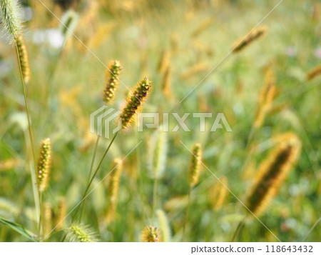 高原草原上，金像的耳朵和像草在秋日的陽光下閃閃發光。 118643432