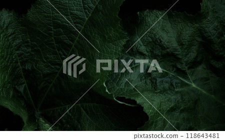 Photo background of plant leaves, creative work Photo background of plant leaves, creative work 118643481