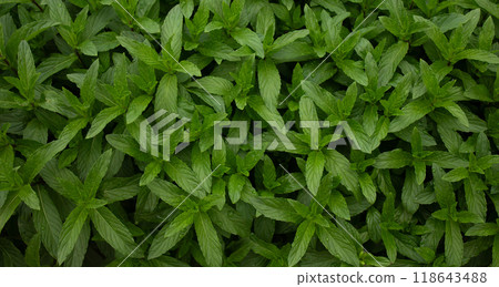 Mint grows in the garden in spring in April, for making mint tea 118643488