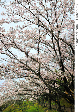 Cherry blossoms at Nanamagari Park Cherry blossoms at Nanamagari Park 118643987