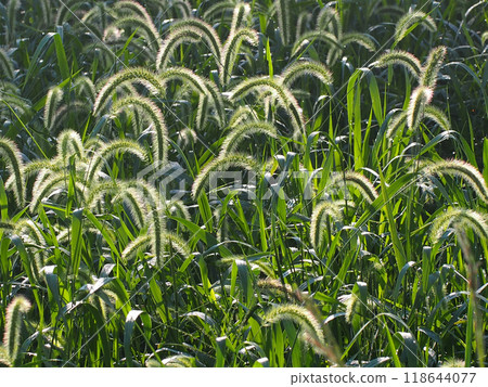 Setaria viridis (a group of cat jars) bathed in the autumn morning sun 118644077