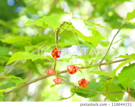 The red berries of the Japanese laurel tree illuminated by the sunlight filtering through the autumn leaves The red berries of the Japanese laurel tree illuminated by the sunlight filtering through the autumn leaves 118644151